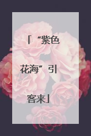 “紫色花海”引客来