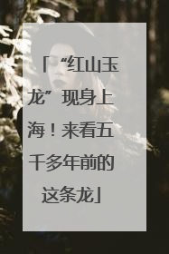 “红山玉龙”现身上海！来看五千多年前的这条龙