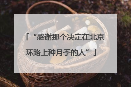 “感谢那个决定在北京环路上种月季的人”