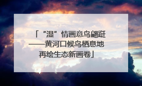 “湿”情画意鸟翩跹——黄河口候鸟栖息地再绘生态新画卷