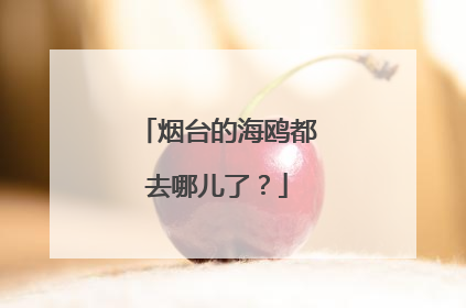 烟台的海鸥都去哪儿了？