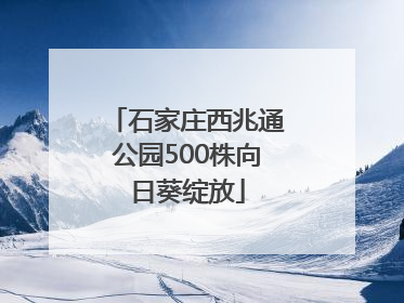 石家庄西兆通公园500株向日葵绽放