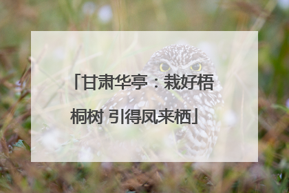 甘肃华亭：栽好梧桐树 引得凤来栖