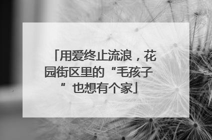 用爱终止流浪，花园街区里的“毛孩子”也想有个家