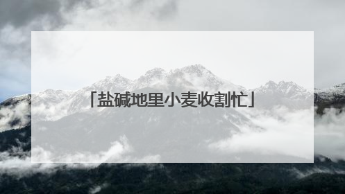 盐碱地里小麦收割忙