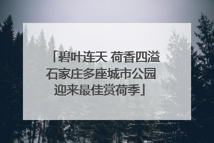 碧叶连天 荷香四溢 石家庄多座城市公园迎来最佳赏荷季