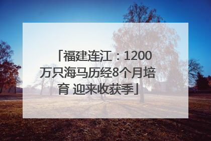 福建连江：1200万只海马历经8个月培育 迎来收获季
