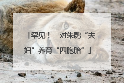 罕见！一对朱鹮“夫妇”养育“四胞胎”