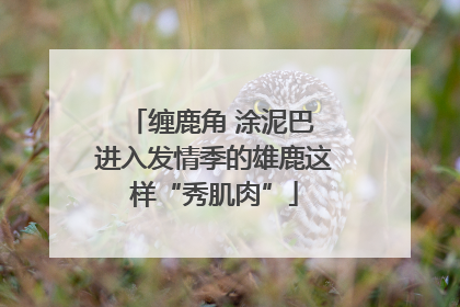 缠鹿角 涂泥巴 进入发情季的雄鹿这样“秀肌肉”