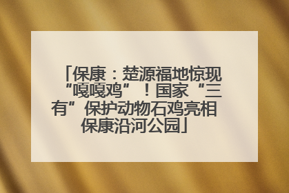 保康：楚源福地惊现“嘎嘎鸡”！国家“三有”保护动物石鸡亮相保康沿河公园