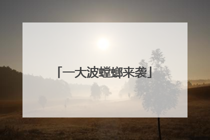 一大波螳螂来袭