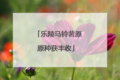 乐陵马铃薯原原种获丰收