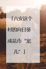 六安这个村的向日葵成花市“宠儿”