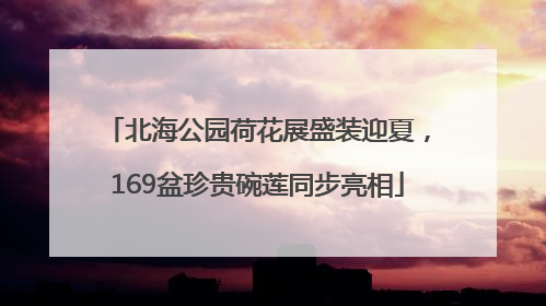 北海公园荷花展盛装迎夏，169盆珍贵碗莲同步亮相