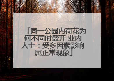 同一公园内荷花为何不同时盛开 业内人士：受多因素影响 属正常现象
