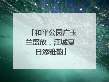 和平公园广玉兰盛放，江城夏日添雅韵