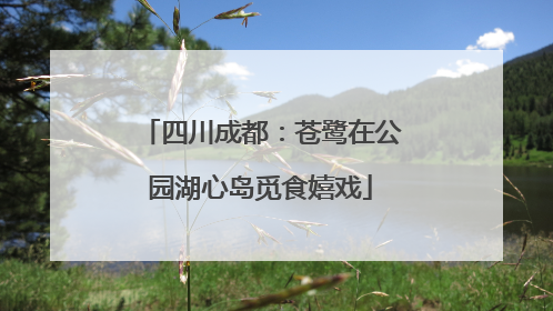 四川成都：苍鹭在公园湖心岛觅食嬉戏