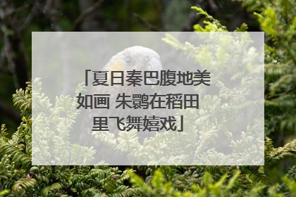 夏日秦巴腹地美如画 朱鹮在稻田里飞舞嬉戏