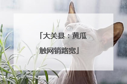 大关县：黄瓜触网销路宽