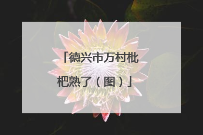 德兴市万村枇杷熟了（图）
