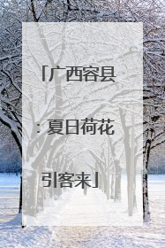 广西容县：夏日荷花引客来