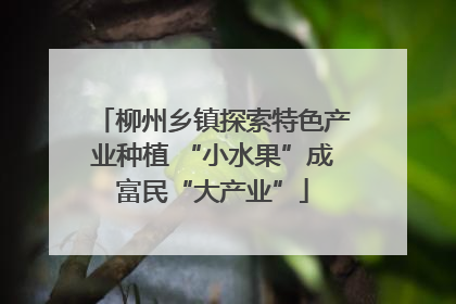 柳州乡镇探索特色产业种植 “小水果”成富民“大产业”