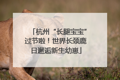 杭州“长腿宝宝”过节啦！世界长颈鹿日邂逅新生幼崽