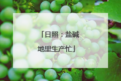 日照：盐碱地里生产忙