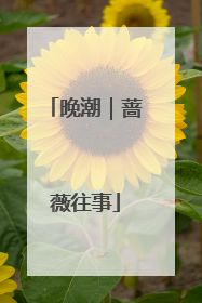 晚潮｜蔷薇往事