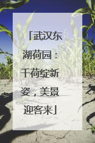 武汉东湖荷园：千荷绽新姿，美景迎客来