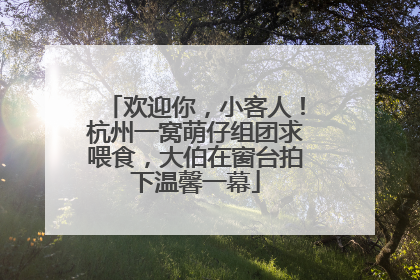 欢迎你，小客人！杭州一窝萌仔组团求喂食，大伯在窗台拍下温馨一幕