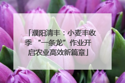 濮阳清丰：小麦丰收季 “一条龙”作业开启农业高效新篇章