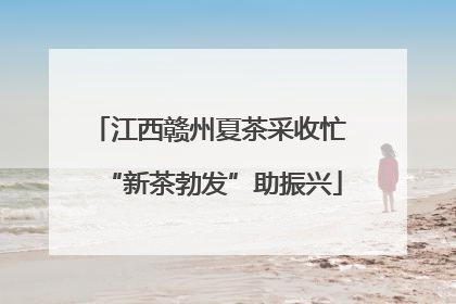 江西赣州夏茶采收忙 “新茶勃发”助振兴