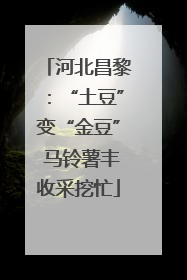 河北昌黎：“土豆”变“金豆” 马铃薯丰收采挖忙