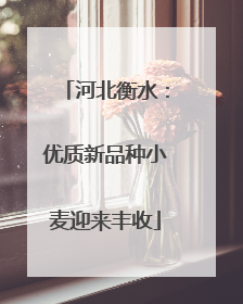 河北衡水：优质新品种小麦迎来丰收