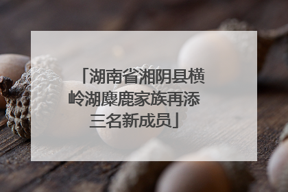 湖南省湘阴县横岭湖麋鹿家族再添三名新成员