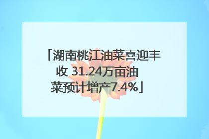 湖南桃江油菜喜迎丰收 31.24万亩油菜预计增产7.4%