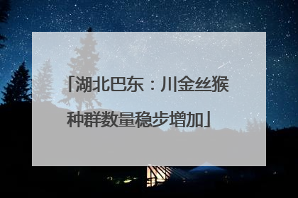 湖北巴东：川金丝猴种群数量稳步增加