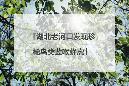 湖北老河口发现珍稀鸟类蓝喉蜂虎