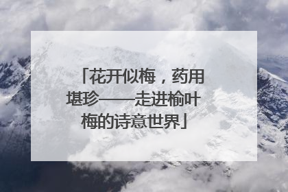 花开似梅，药用堪珍——走进榆叶梅的诗意世界