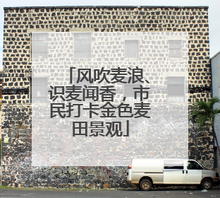 风吹麦浪、识麦闻香，市民打卡金色麦田景观