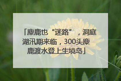 麋鹿也“迷路”，洞庭湖汛期来临，300头麋鹿渡水登上生境岛