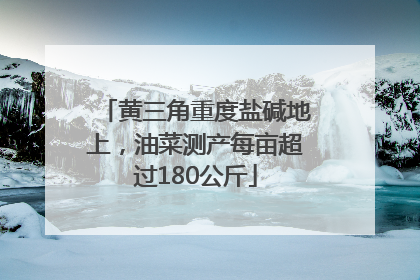 黄三角重度盐碱地上，油菜测产每亩超过180公斤