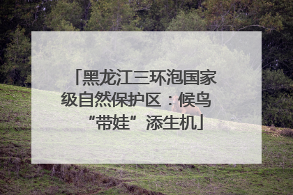 黑龙江三环泡国家级自然保护区：候鸟“带娃”添生机