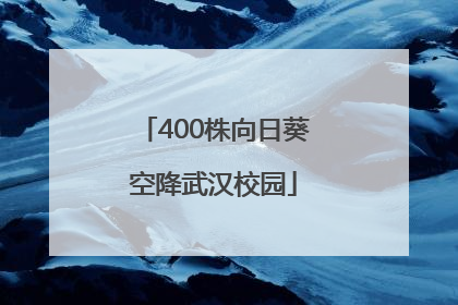 400株向日葵空降武汉校园
